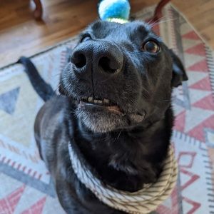 Meet your Posher, Janice